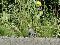 Pine Grosbeak