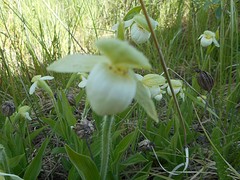 White Ladyslipper