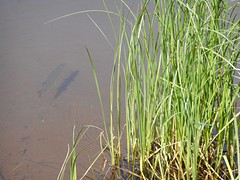 Pike,Snoek
