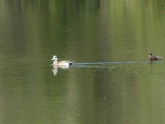 Duikeendjes