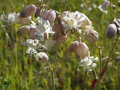 Bladder Campion