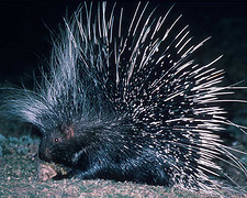 Porcupine