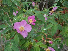 Wild Rose