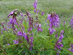 Bear Root