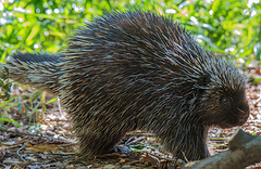 North-american-porcupine