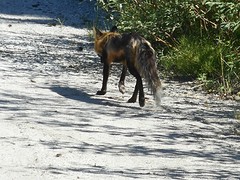 Loopt gewoon achter de camper langs