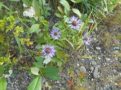 Alaska aster