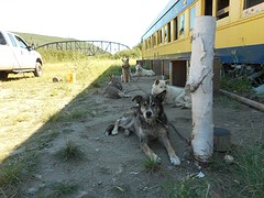 Husky showtime voor toeristen