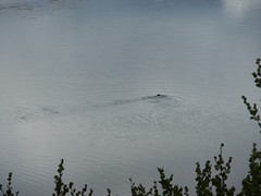 Visvangende rivierotter