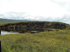 Oeverzwaluw nestwal