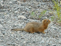 Arctic ground squirrel