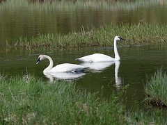 Trompetzwaan