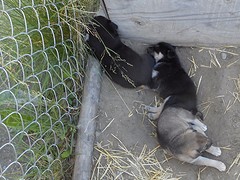 Nestje Alaskan husky's