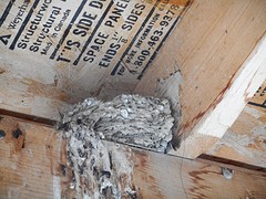 Vogelnest in wc hokje