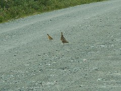 Overstekend wild,fazanten familie