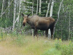 Moose