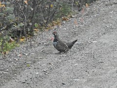Sneeuwhoen (Ptarmigan)
