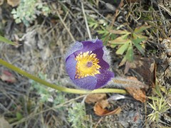 Late Prairie Crocus