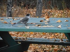 Grey Jay ook wel Camp-robber genoemd
