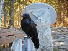 Raaf,heilige vogel voor de indianen.