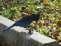 Bleu Jay