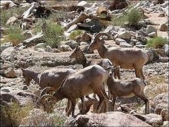 Bighornsheep