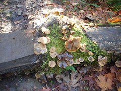 Paddestoelen
