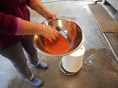 Het bevruchten van de eitjes