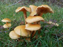 Bleeding Milkcap