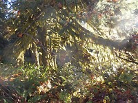 Lichtspel