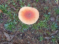 Amanita Muscaria (vliegenzwam soort)