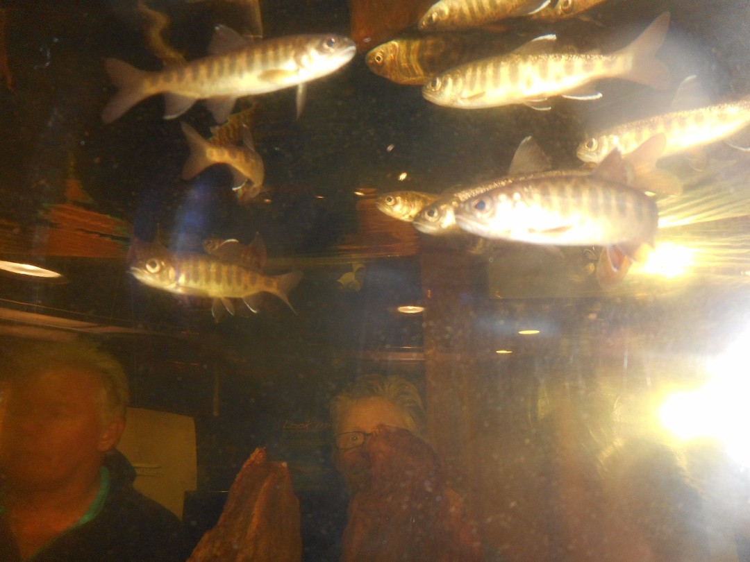 Jonge zalm
