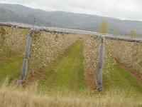 Fruitbomen in gelid nabij Gap