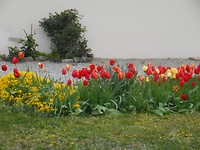 Hollands Glorie in Brie