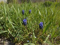 Zelfs het Blauwe Druifje groeit hier in het wild