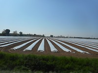 Veel tunnel tuinbouw in deze omgeving.