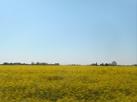 Velden met Koolzaad