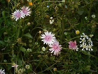 Wilde flora