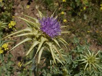 Ezeldistel
