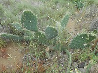 Manshoge cactussen