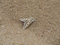 Verdwaalde nachtvlinder op het strand