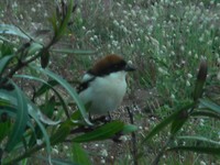 Nieuwschierig vogeltje (Zwartkop?)