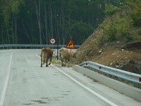 Natuurlijk loslopend vee op de weg