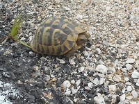 Op de terugweg nog een schildpad