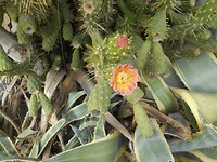 Bloeiende cactus