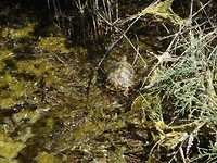 Landschildpad zoekt weg door de nattigheid