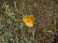 Soort dotterbloem