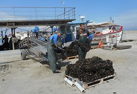 Strengen mossels worden op een pallet gestapeld
