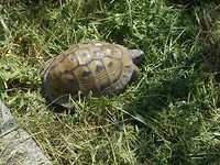 Meerdere schildpadden gezien langs het natuurpad