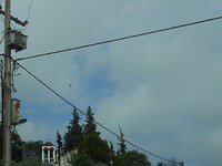 Oude bedrading en roofvogel in de lucht